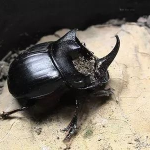 娱乐吃瓜酱屎壳郎,吃瓜酱屎壳郎的趣味人生