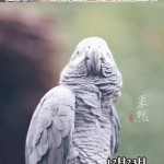 北京野生动物园辟谣强制带走鹦鹉背后多层面剖析2025年5月23日
