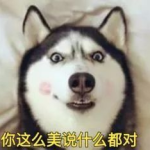 要哈士奇大腚娱乐吃瓜酱,吃瓜酱带你领略萌宠界的欢乐盛宴