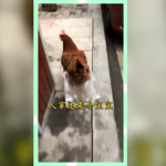 吃瓜群众的娱乐网名大全,吃瓜群众娱乐网名大全,笑料百出!