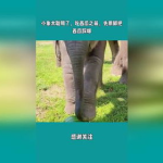 娱乐吃瓜小象是谁啊,网络红人的崛起之路