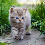娱乐吃瓜酱猫咪头套