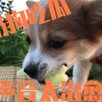娱乐吃瓜酱小狗被卖,背后的故事与反思